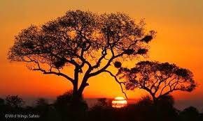 Kruger 3