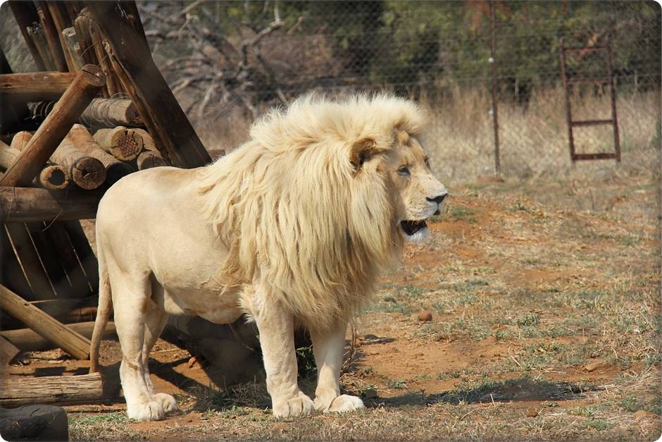 Lion Park